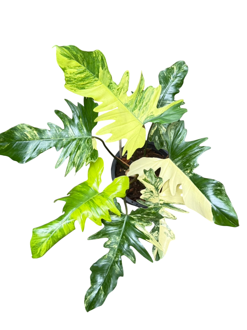 philodendron mayoi vs selloum Philodendron Florida Beauty x Mayoi Variegated – Lucky Plants Thailand