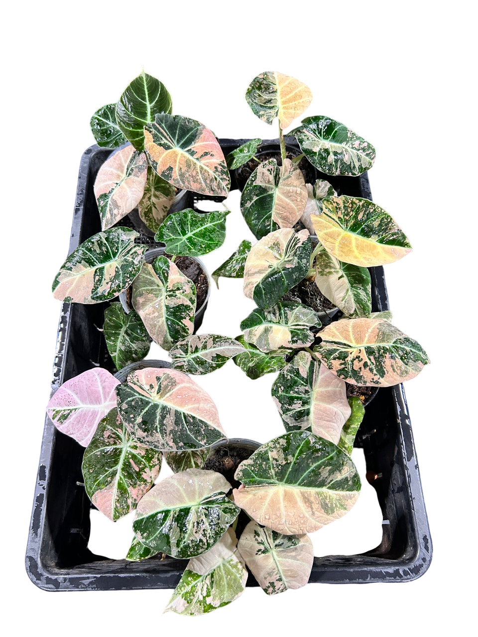 Alocasia Black Velvet Pink Variegated