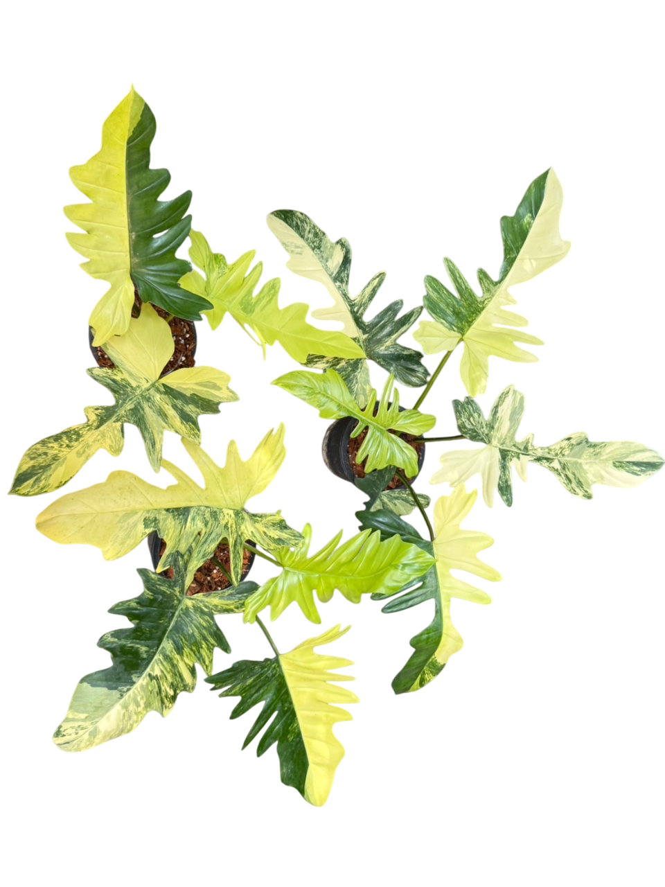 Philodendron Florida Beauty x Mayoi Variegated.Set of 3plants