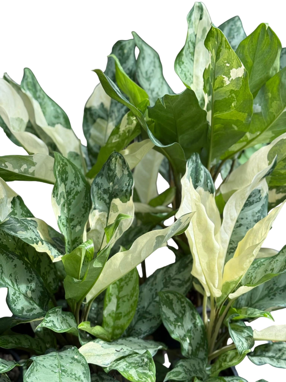 aglaonema manila variegated Aglaonema Manila Pride.Set of 3plants