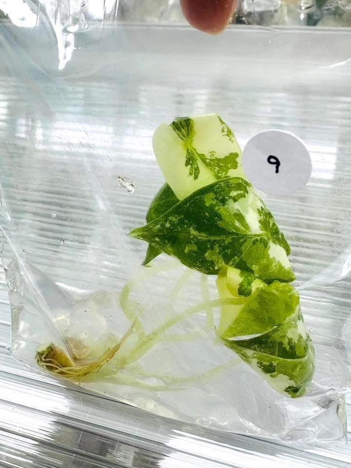 Alocasia Frydek Variegated – Tissue Culture | Set of 100 Plants