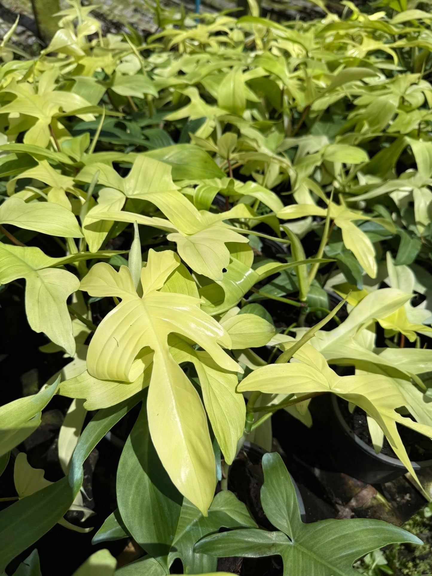 Philodendron Florida Ghost – Set of 10 Plants