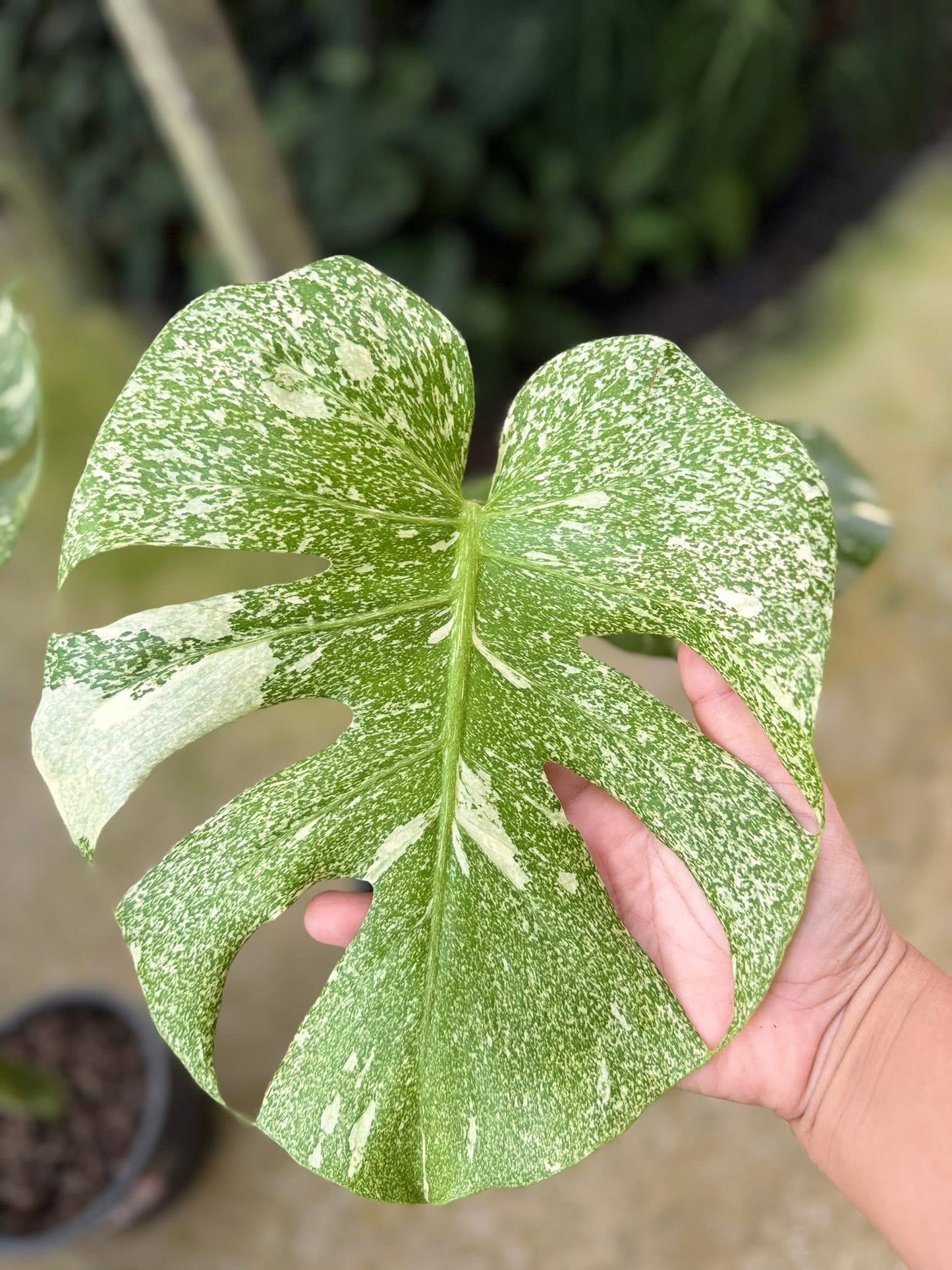 Monstera starlight 2leaves