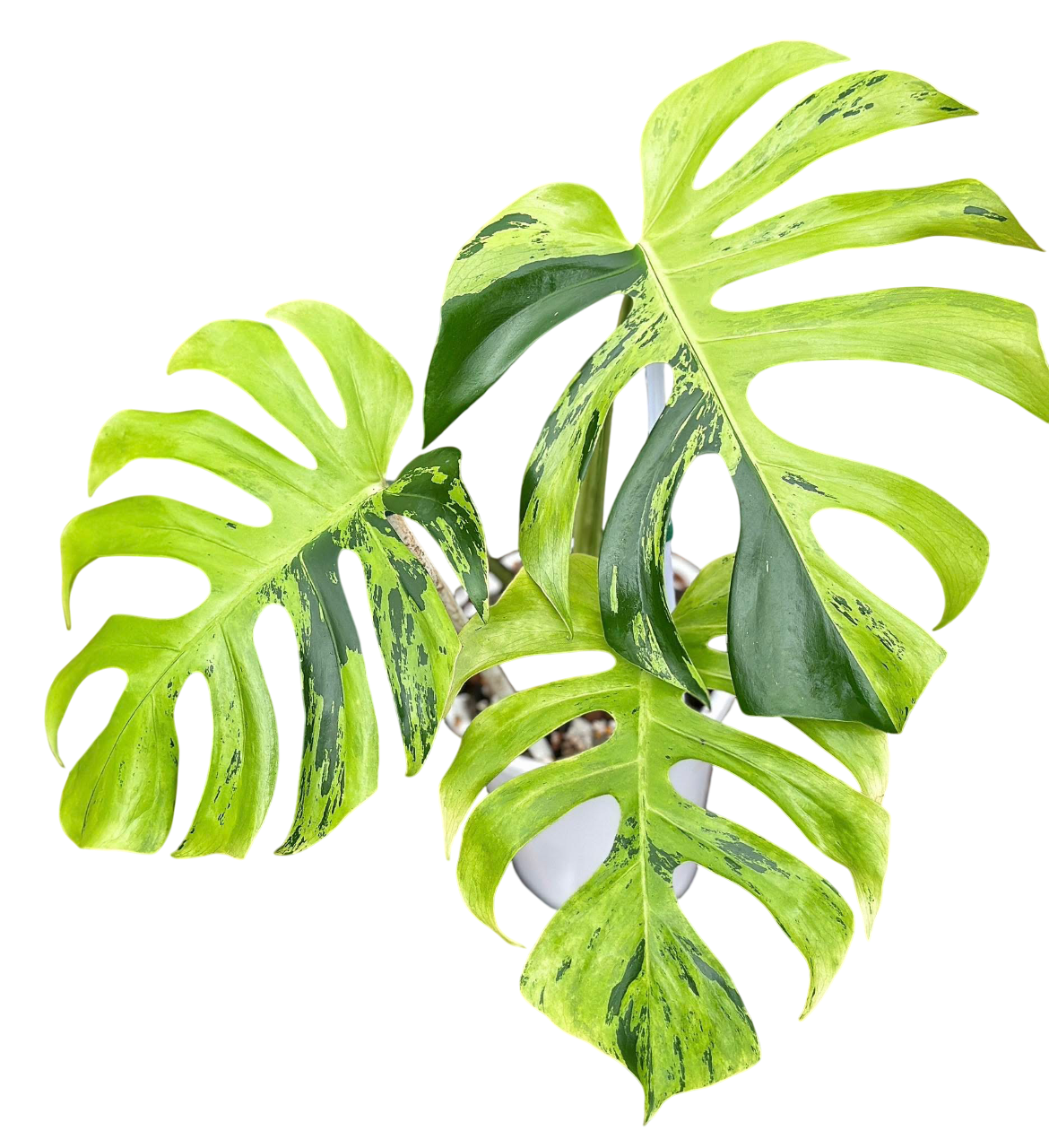 Monstera Deliciosa “Light Lime” – Lucky Plants Thailand