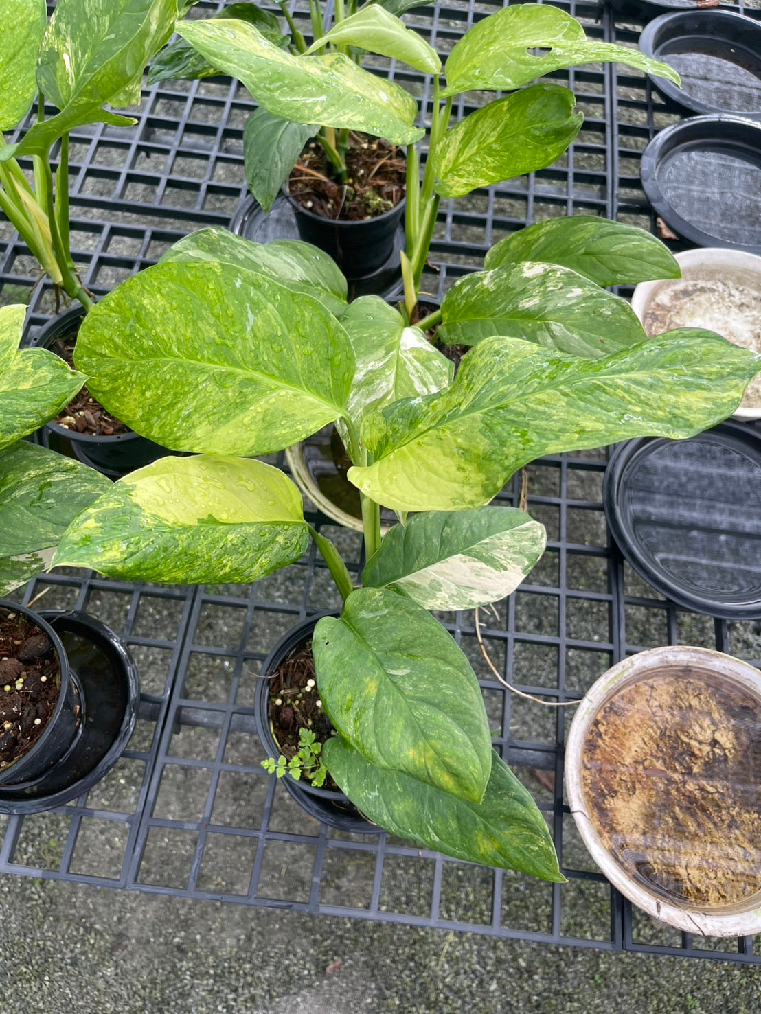 Monstera Obliqua ‘Mayuna’ Variegated – Set of 10