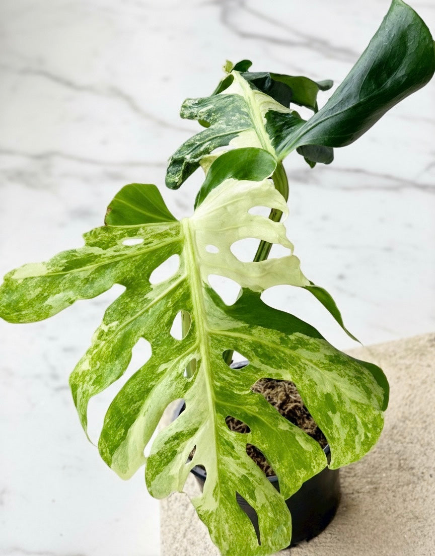 Monstera deliciosa ‘Ocean Lava’ Variegated – Rare Collector’s Plant