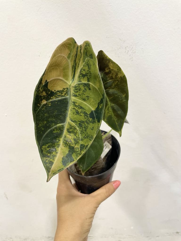 Alocasia sedenii aurea var.