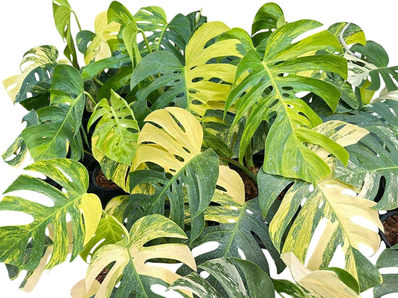 monstera deliciosa borsigiana aurea Monstera Borsigiana Aurea Variegated big size- Set of 10 Plants