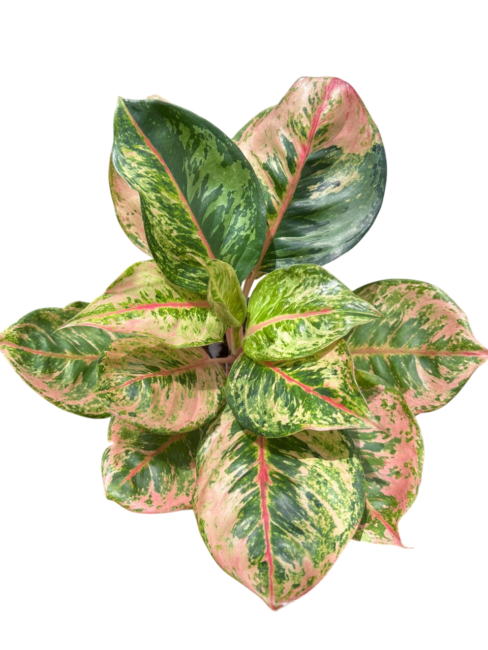 thai aglaonema Aglaonema “Godzilla” – Set of 10 Plants