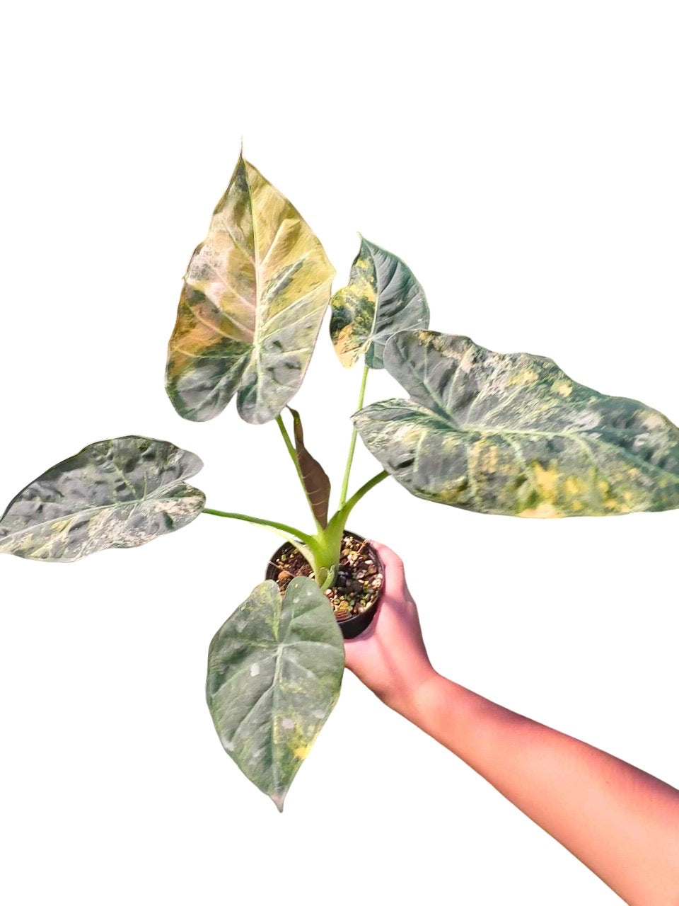 Alocasia Regal Shield Aurea Variegated