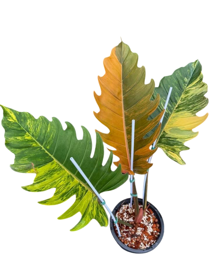 Philodendron Caramel Marble Variegated Wholesale Set of 5 Plants