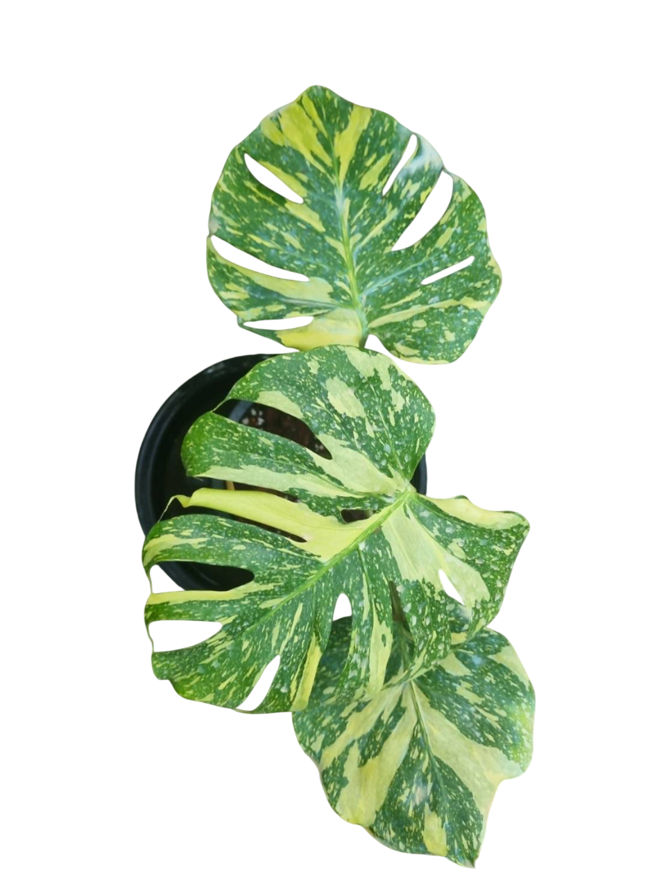 Monstera Deliciosa “Electro Light (Electrolight)” – Actual Plant (Rare Collector’s Edition)