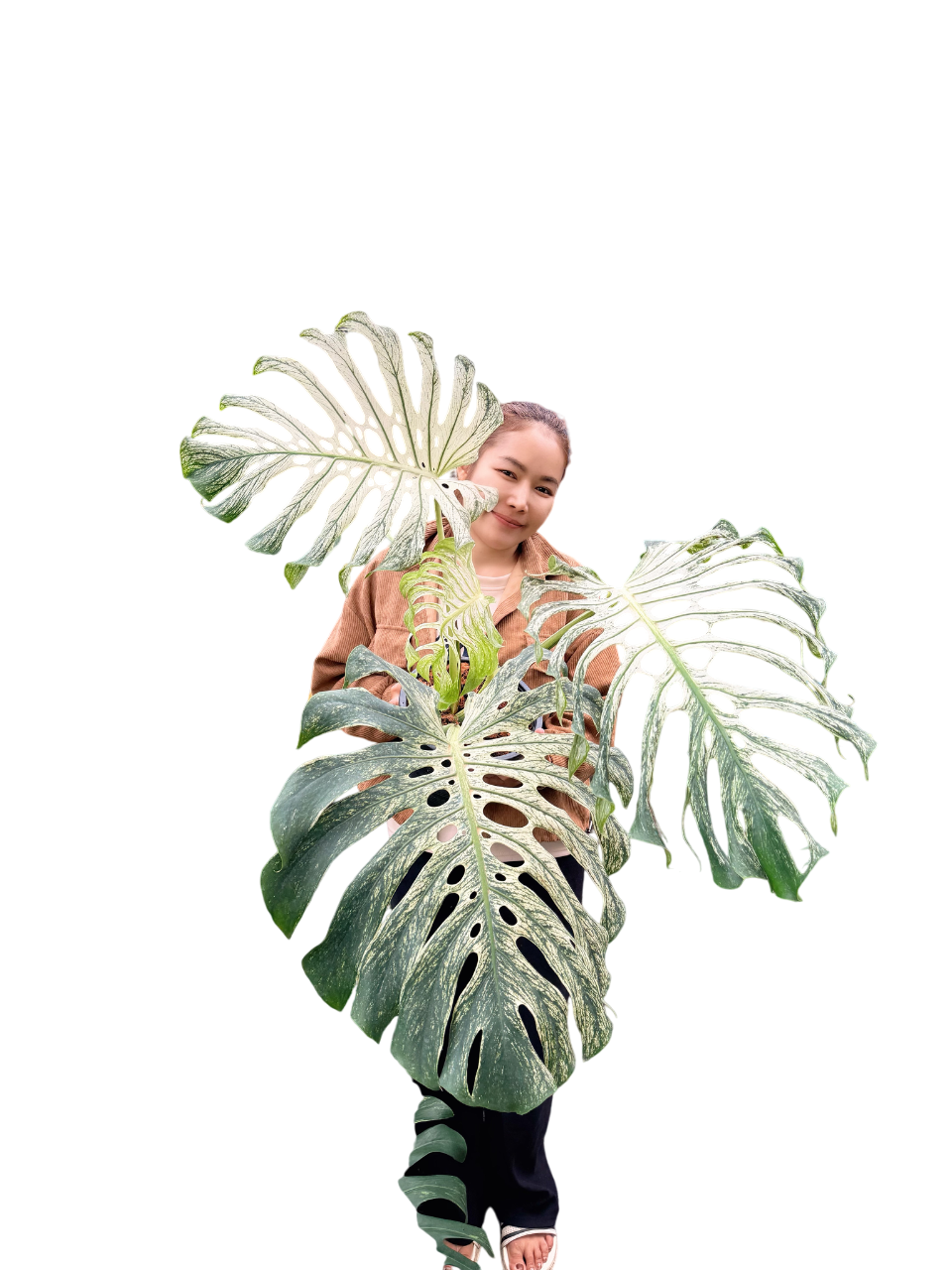 ち*り様 J695 MONSTERADeliciosa DEVIL MONSTE MONSTERA Deliciosa “DEVIL MONSTER” – Lucky Plants Thailand