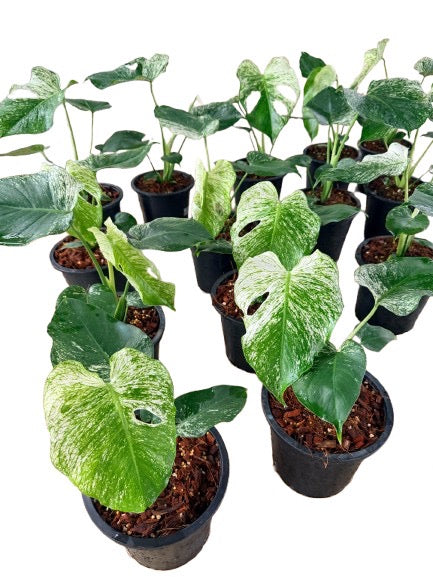 Monstera devil monster -Set of 10 plants