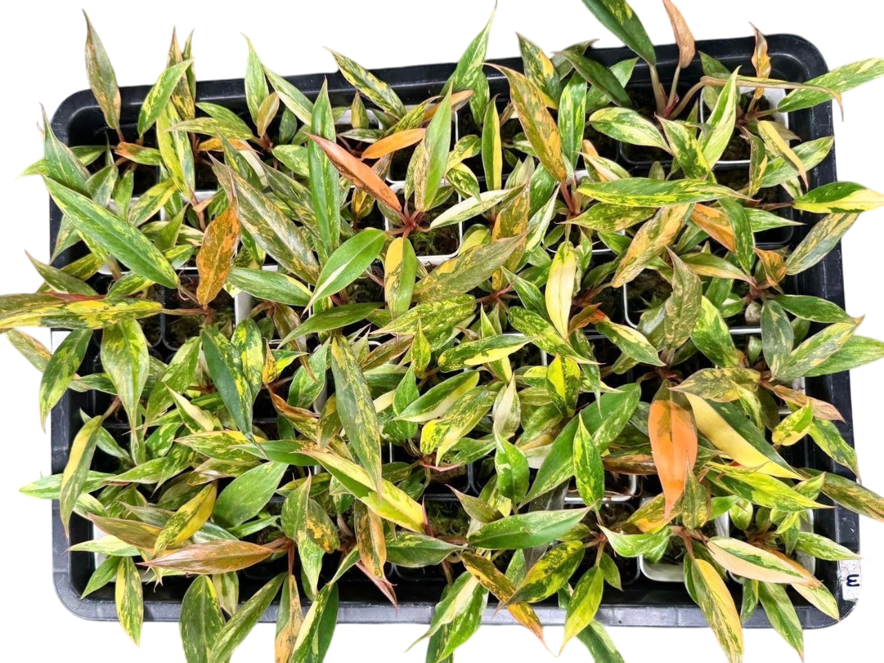Philodendron caramel mable var.(Fire tiger) small size