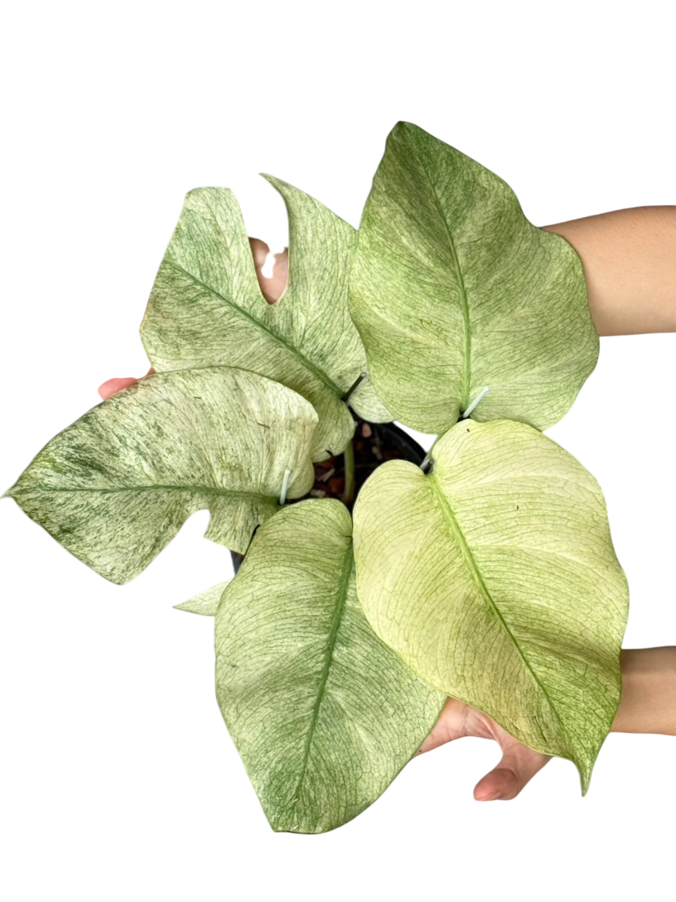 Monstera Borsigiana ‘Full Mint’ Variegated – Set of 3 Plants (Wholesale)