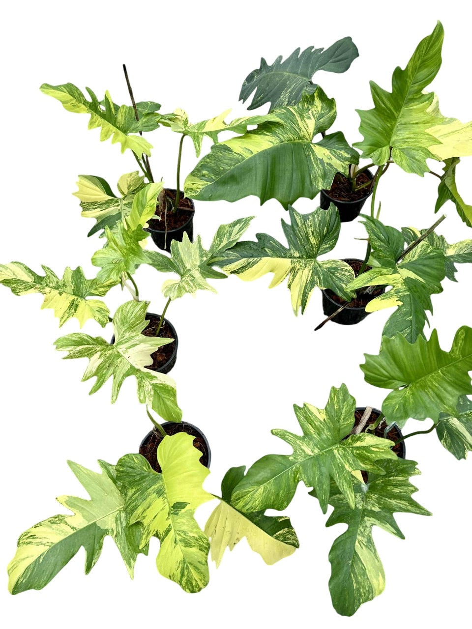 Philodendron Florida Beauty x Mayoi Hybrid Variegated