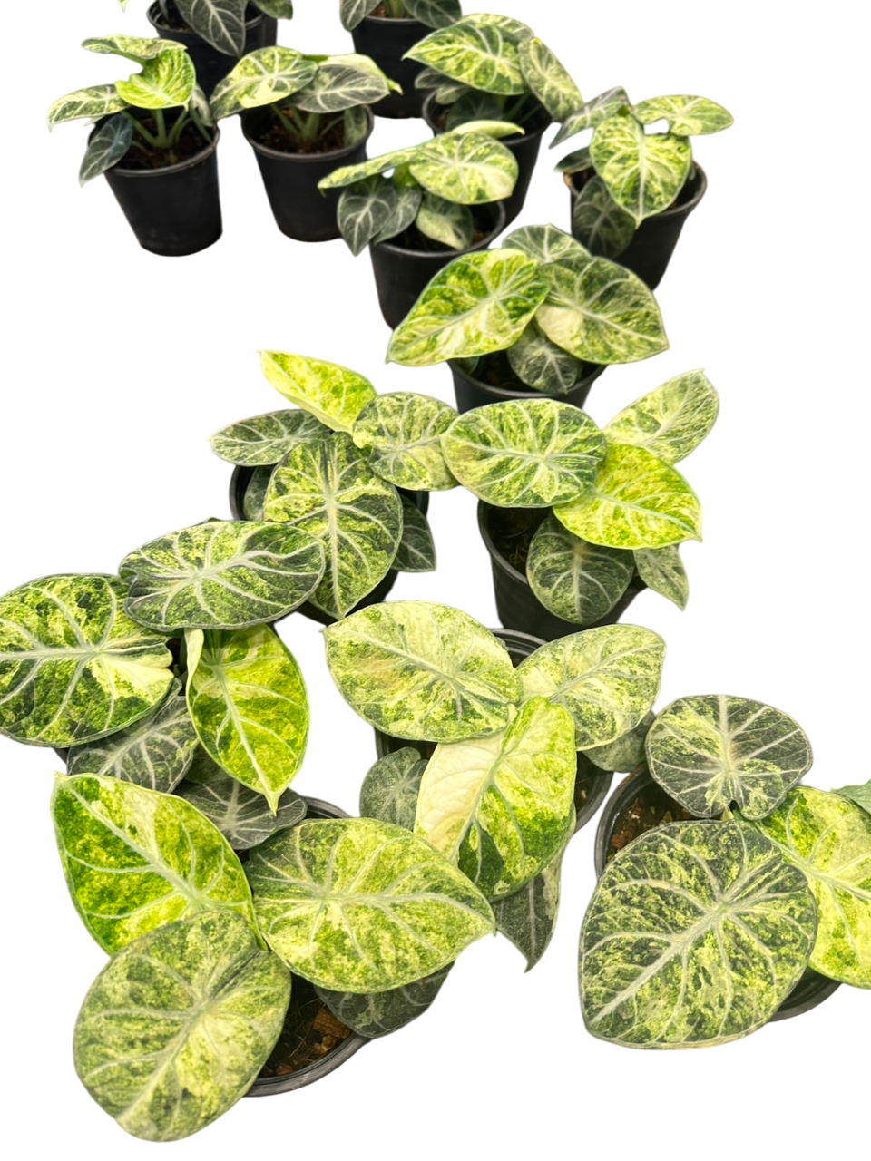 Alocasia ninja splash