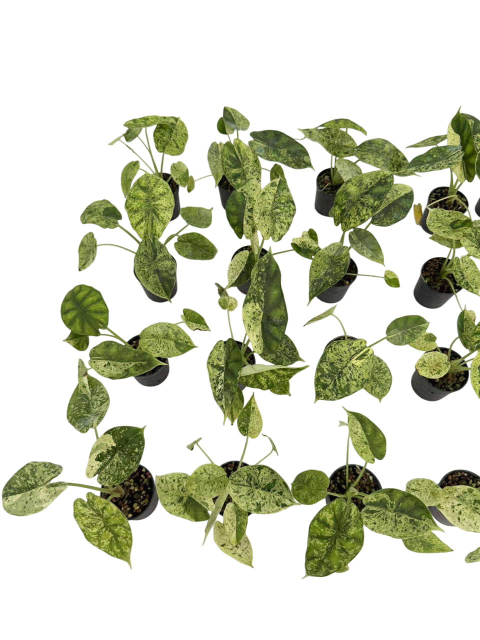 Alocasia Dragon Scale mint Variegated - Set of 5 Plants
