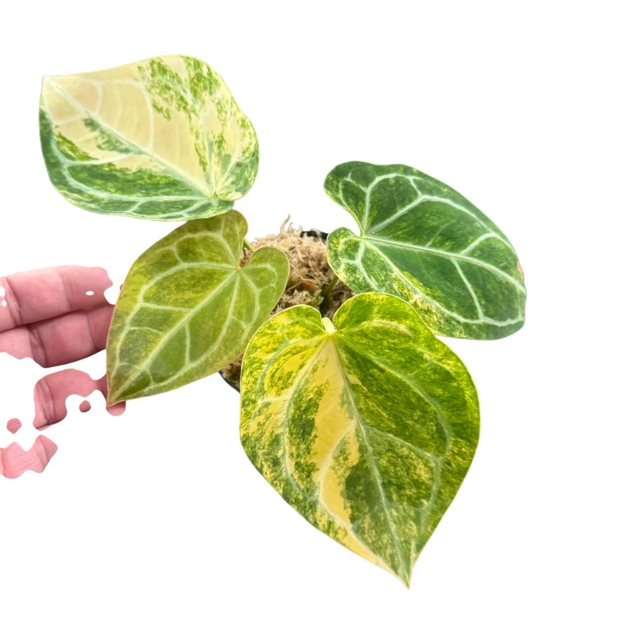Anthurium Crystallinum Variegated