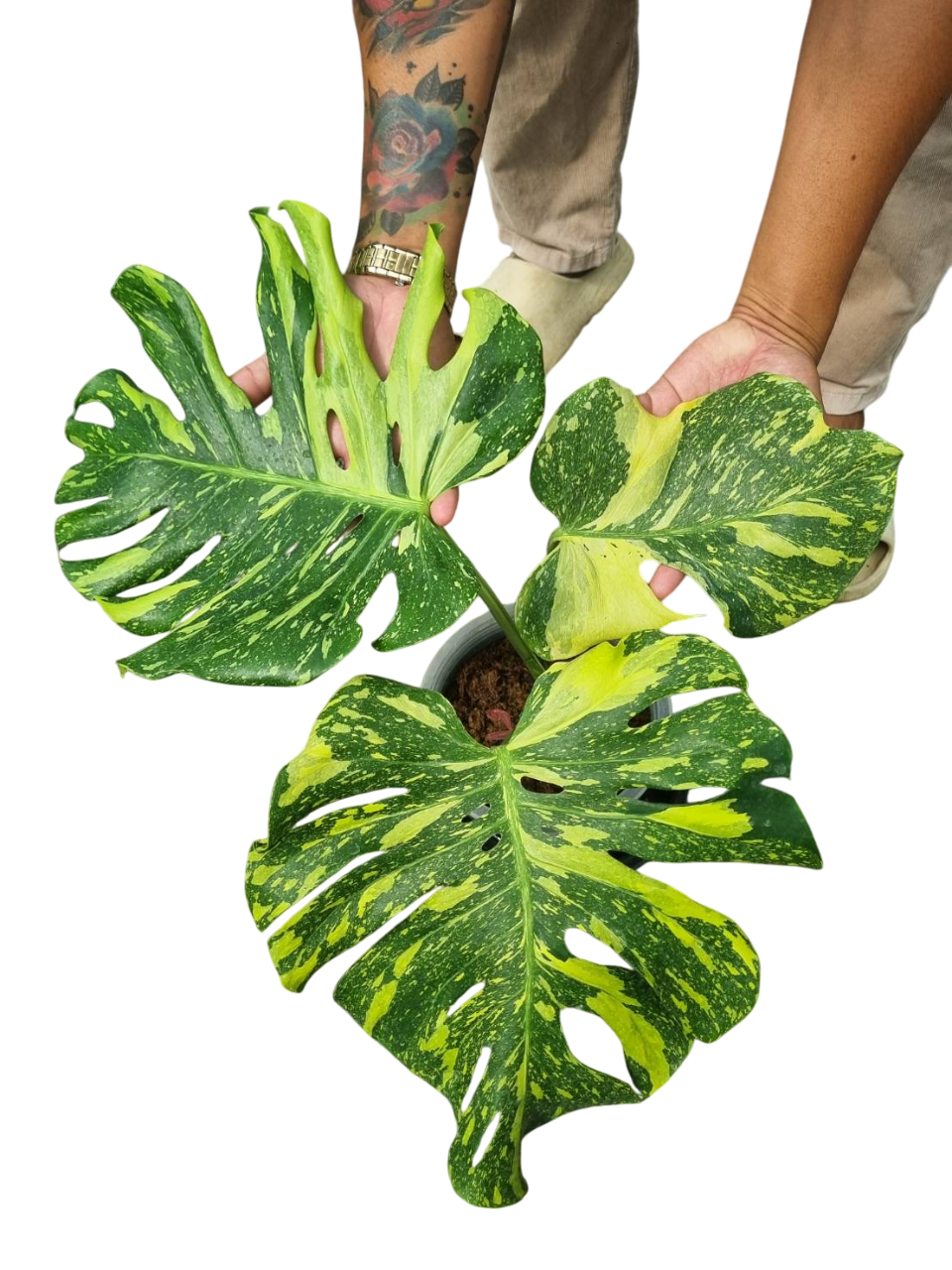 Rare Monstera Deliciosa Electrolyte (ElectroLight) Variegated – Lucky  Plants Thailand