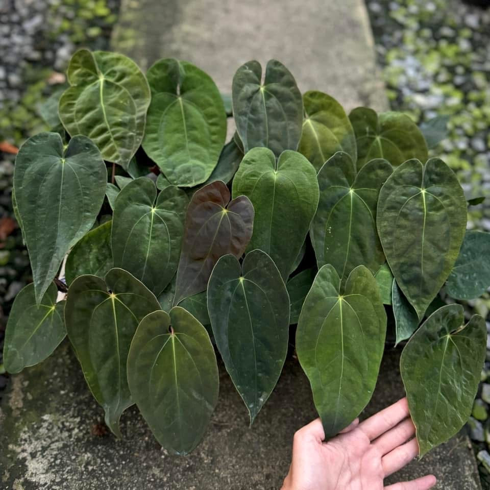 Anthurium Papillilaminum x Papillilaminum
Set of 15 plants