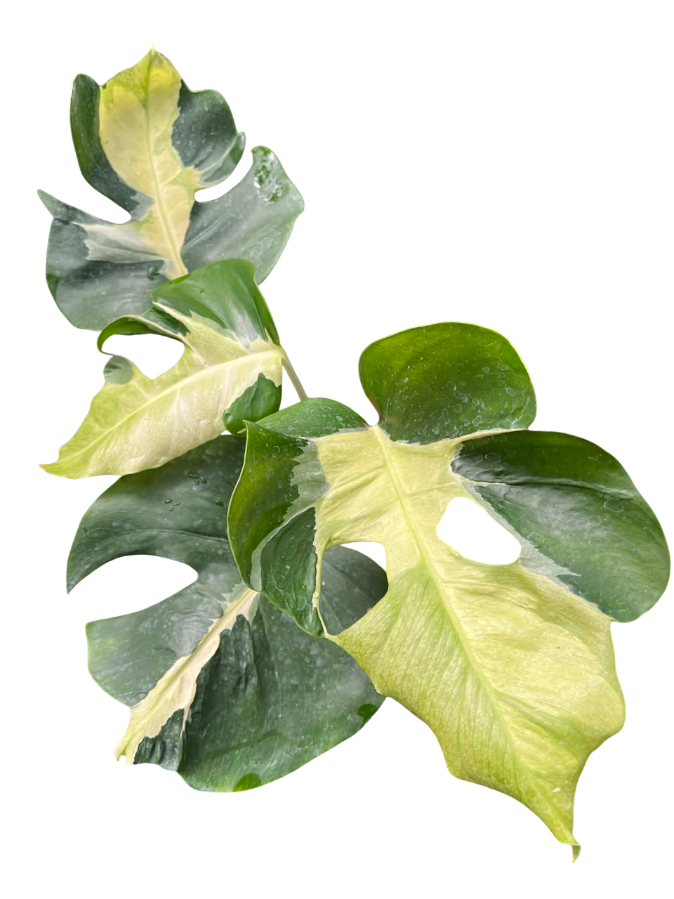 Monstera Deliciosa “White Lava” Variegated 4 leaves – Lucky Plants Thailand