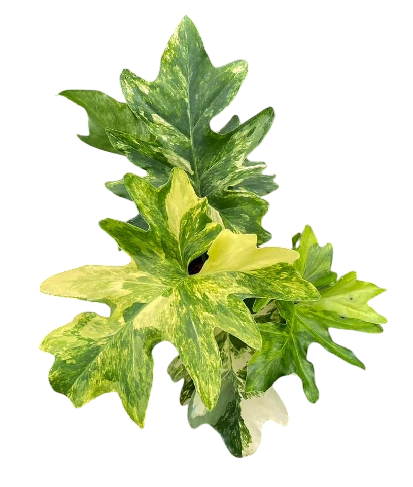 Philodendron Selloum Variegated [Wholesale Set of 5 Plants(big size)