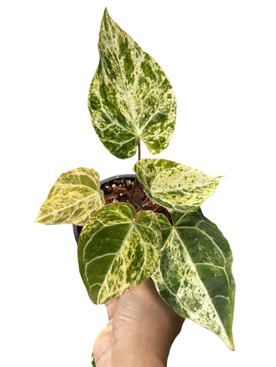Anthurium Crystallianum variegated
