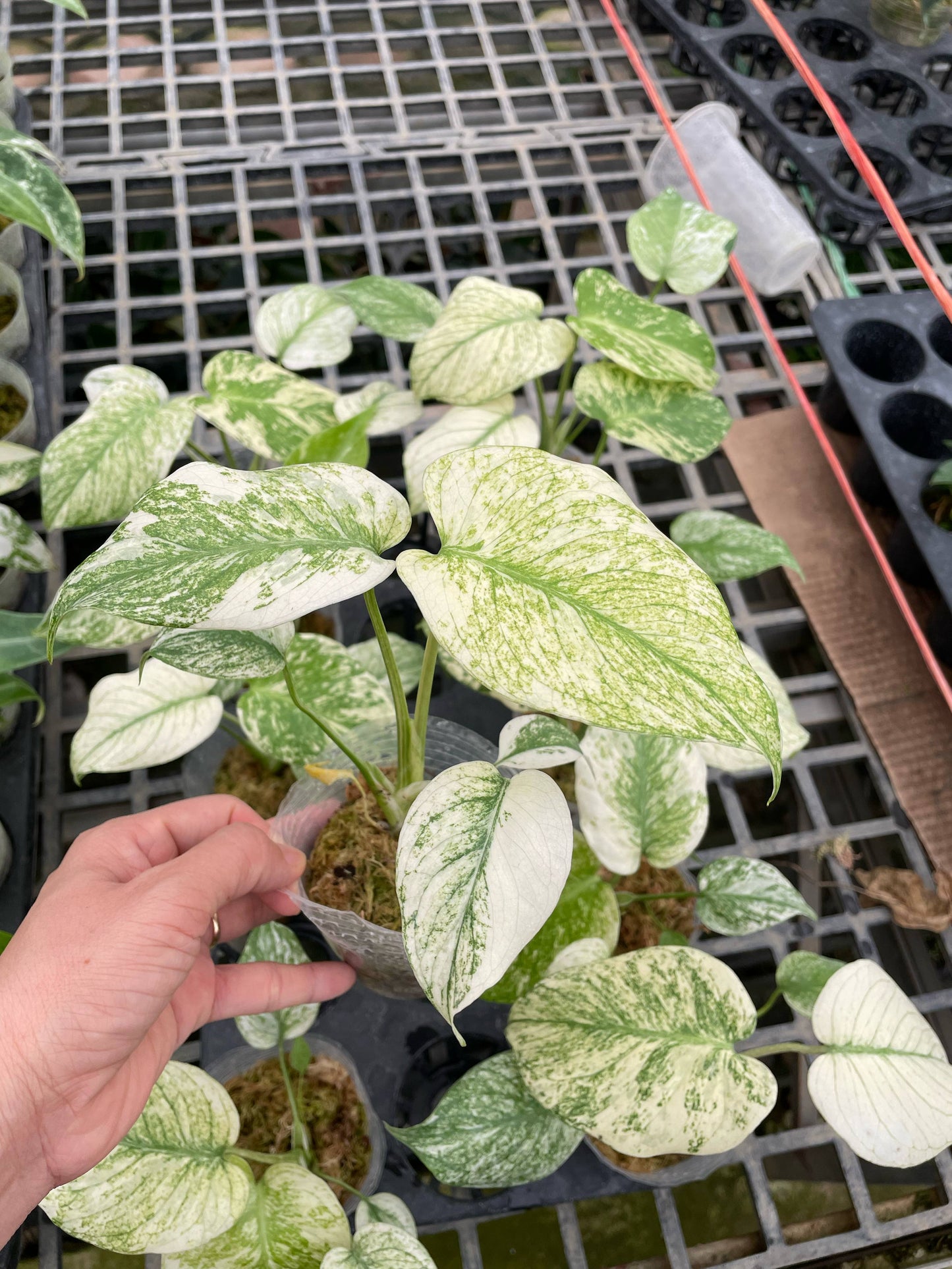 Monstera white monster var. set 10 plants
