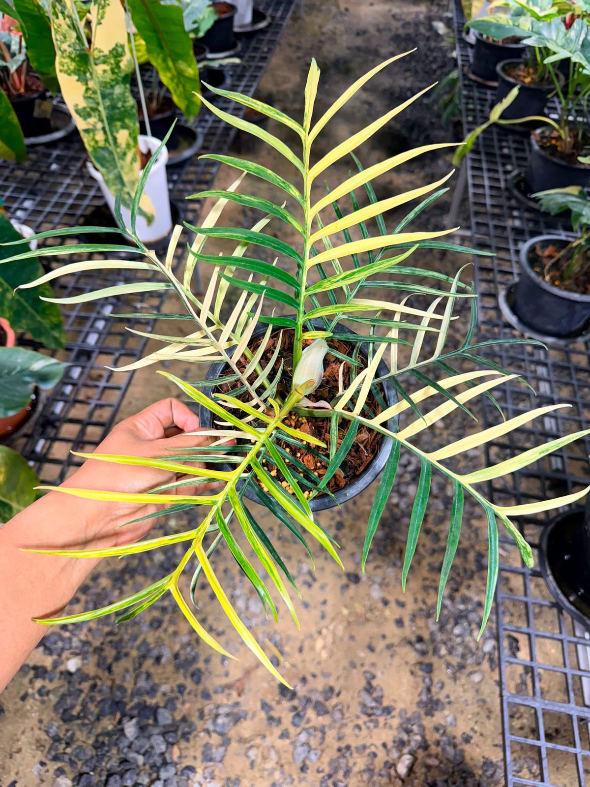 Philodendron Tortum Variegated