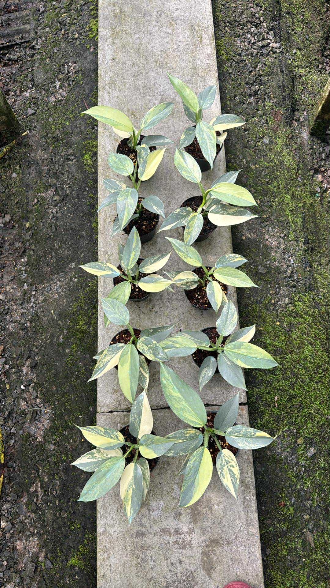 Philodendron Hastatum Silver Sword Variegated - Set of 10 Plants