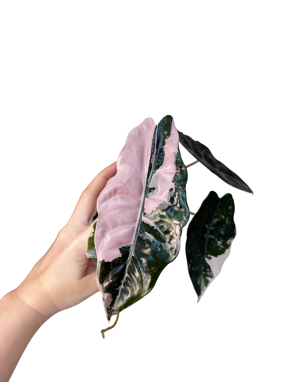 Alocasia Chantrieri Pink Variegated – Lucky Plants Thailand