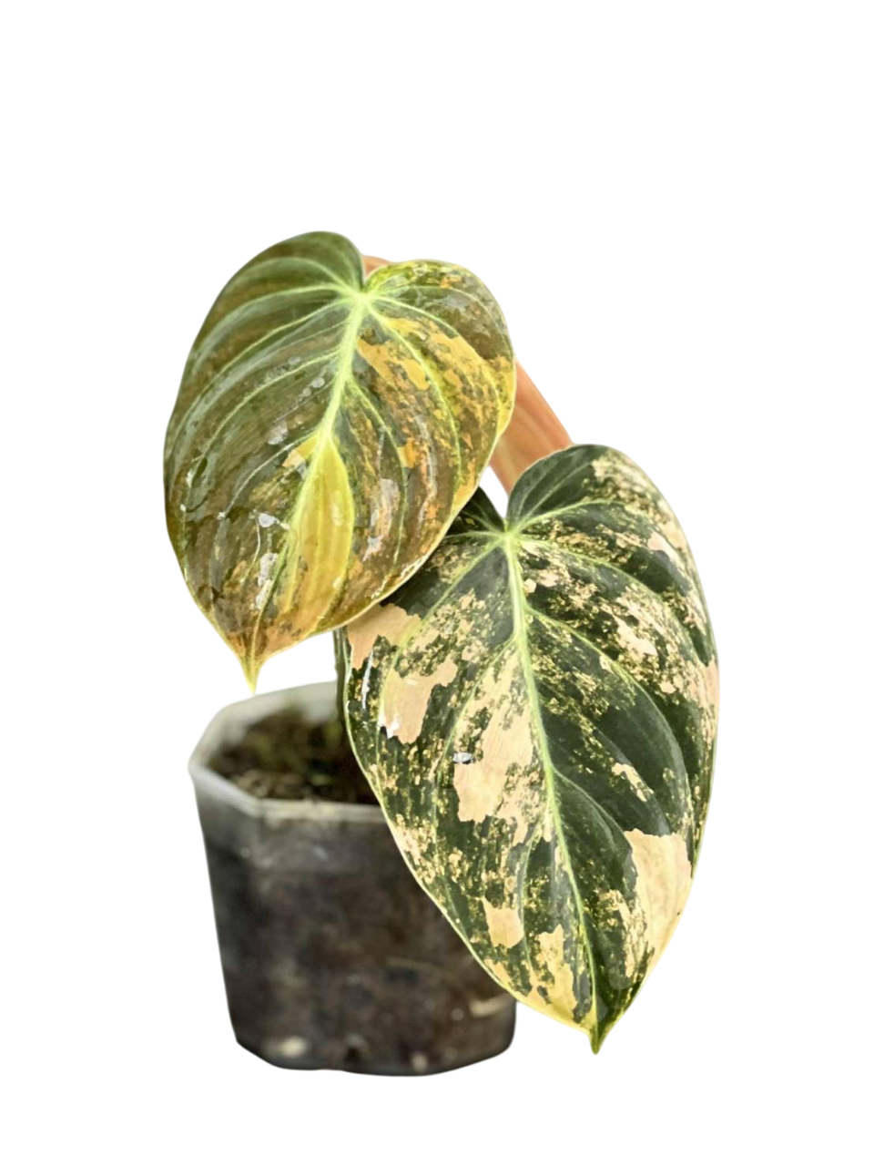 Philodendron Melanochrysum Variegated 2-3leaves