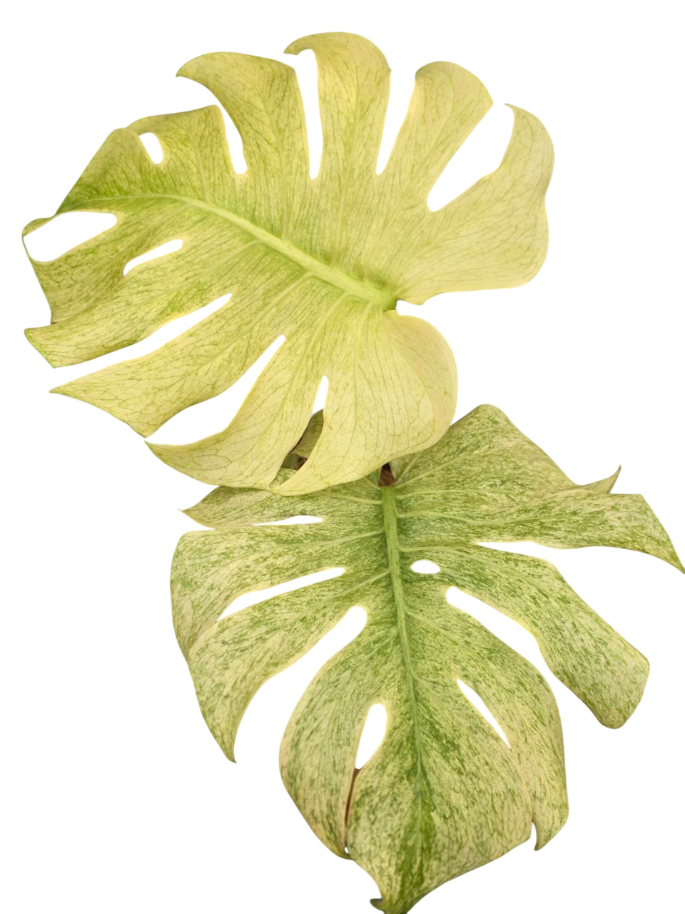 Monstera deliciosa white tear.