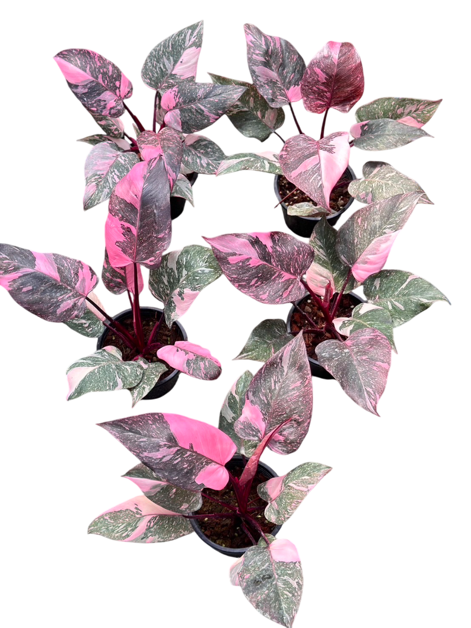 Philodendron Pink Princess Galaxy.Set of 5 plants – Lucky Plants