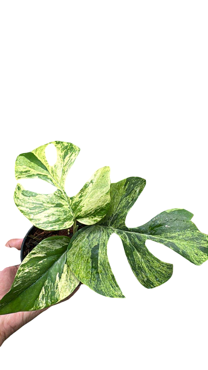 Rhaphidophora Tetrasperma “Migma Set of 5 plants