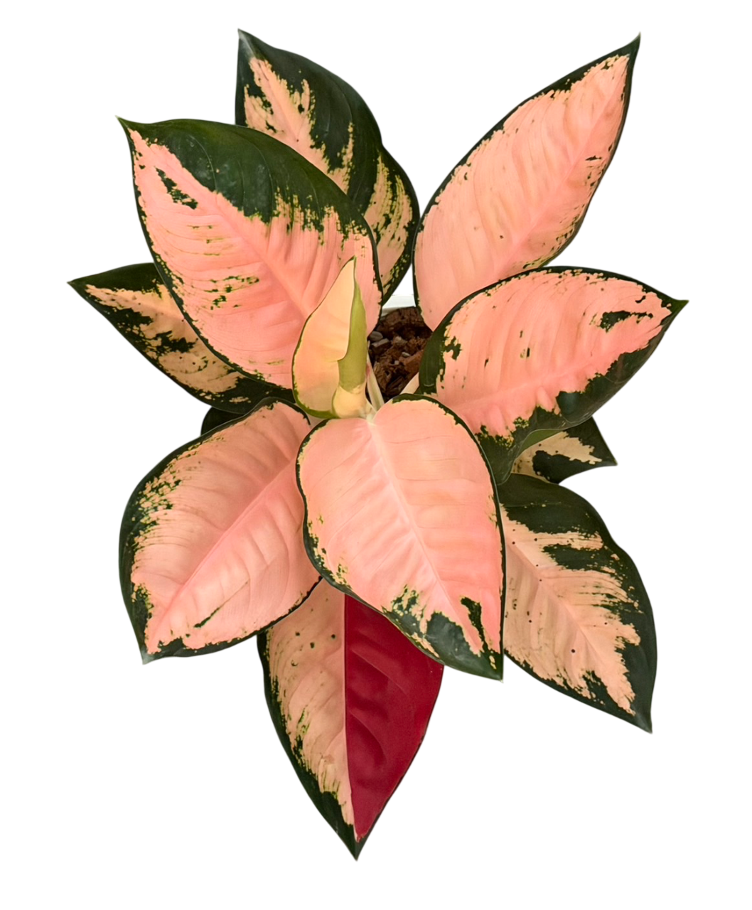 Aglaonema Peach Suksom mutaion (Rare plants)
