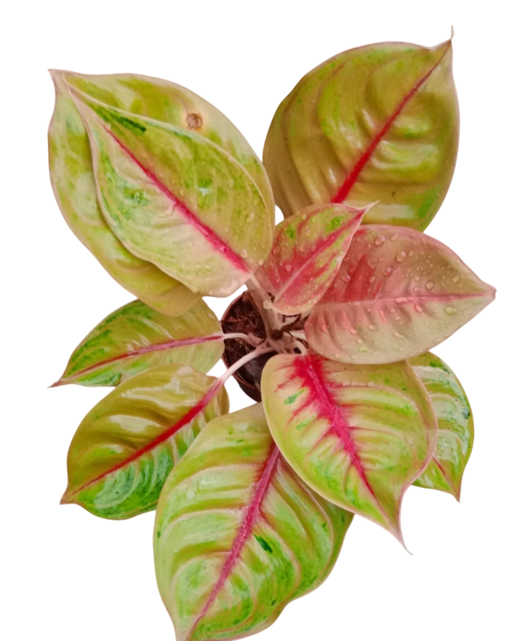 Aglaonema “Wang thong” Bundle of 10 Plants