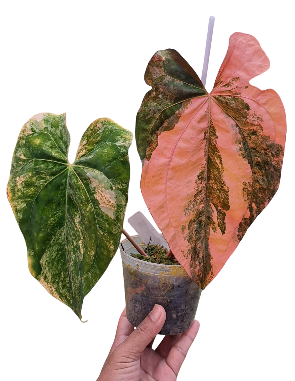 Anthurium Papi × Subsingnatum – Lucky Plants Thailand