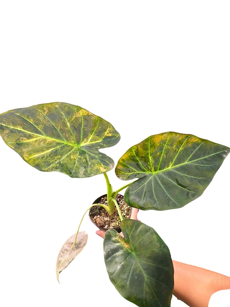 Alocasia Regal Shield Aurea Variegated – Lucky Plants Thailand