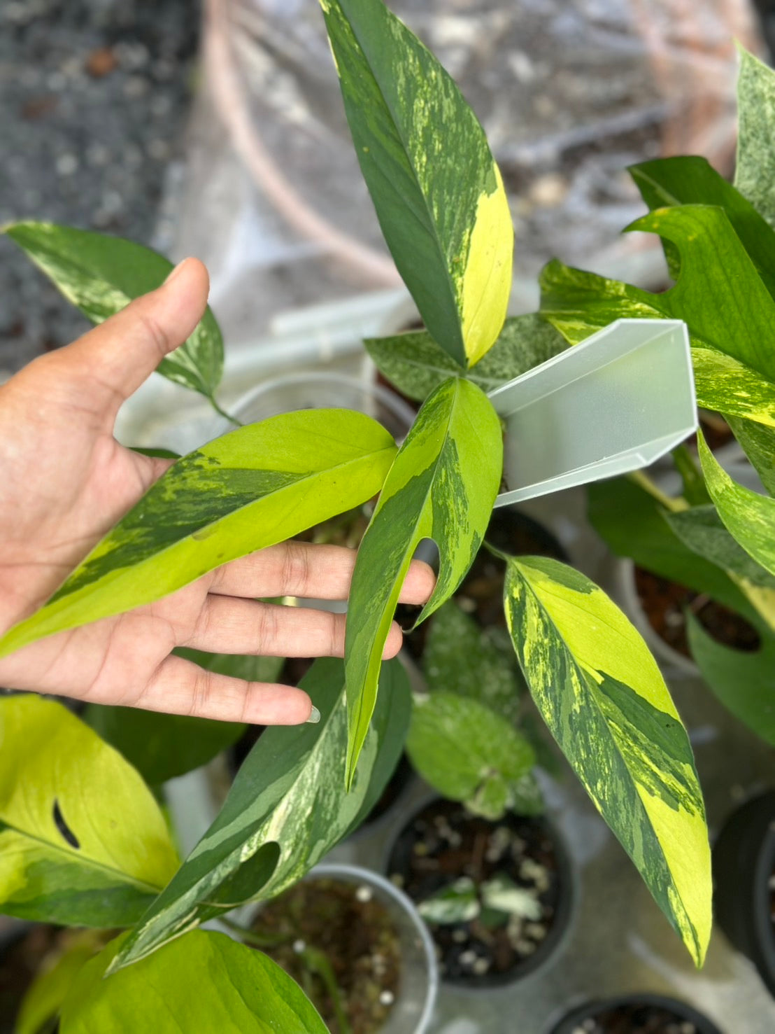 philodendron epipremnum Epipremnum Pinatum Aurea