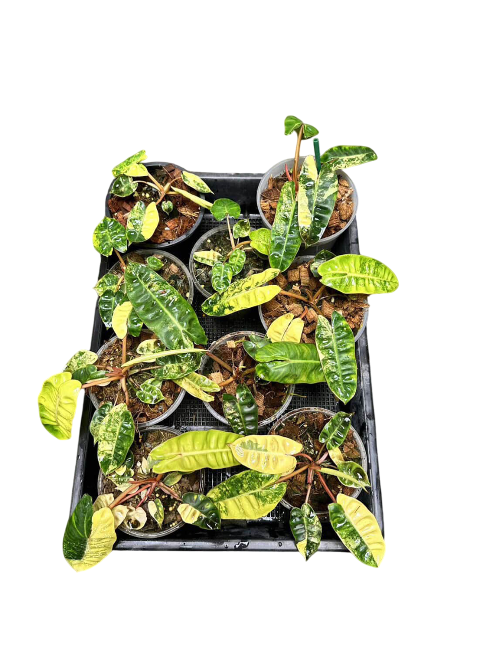 Philodendron billietae variegated small set of 5 plants