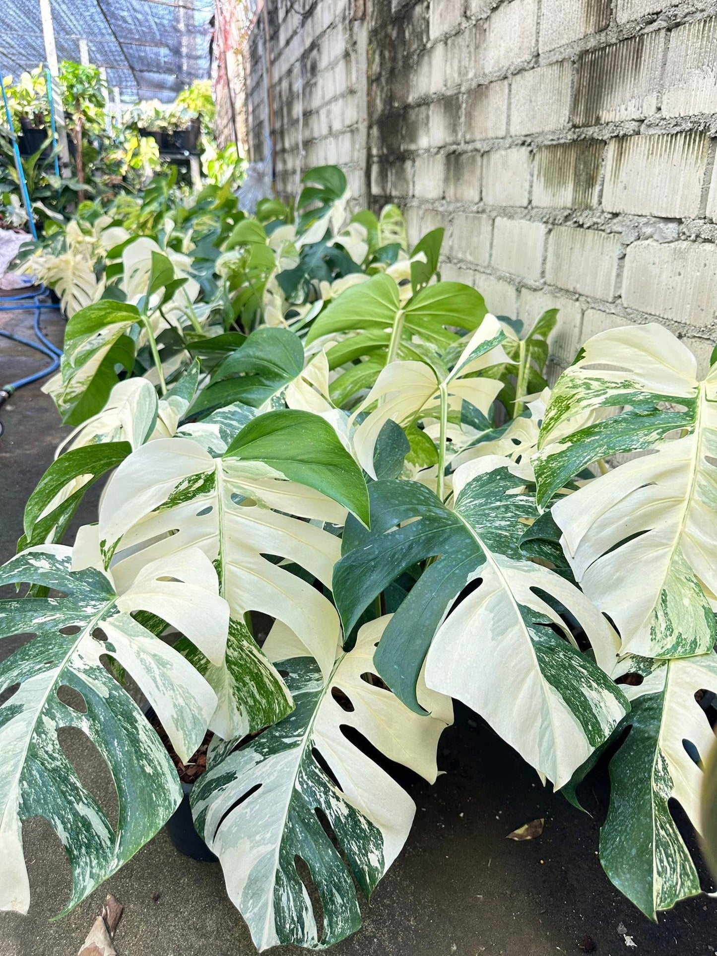 Monstera Albo Borsigiana Variegated – Rare Collector’s Plant Set (10 Plants)