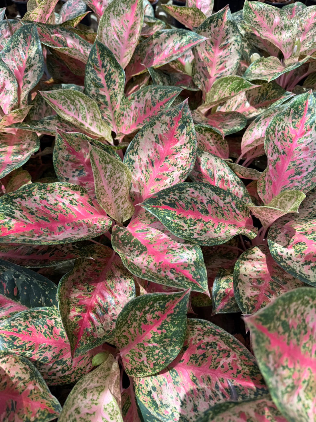 アグラオネマ 9Karat Aglaonema 9 Karat .Set of 10 plants – Lucky Plants Thailand