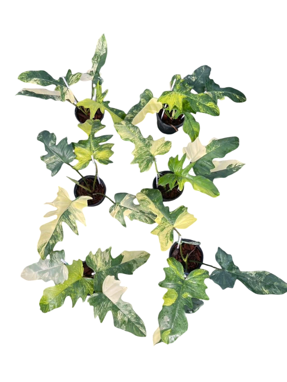 Philodendron Florida Beauty x Mayoi Variegated Set of 10 Plants  Lucky  Plants Thailand