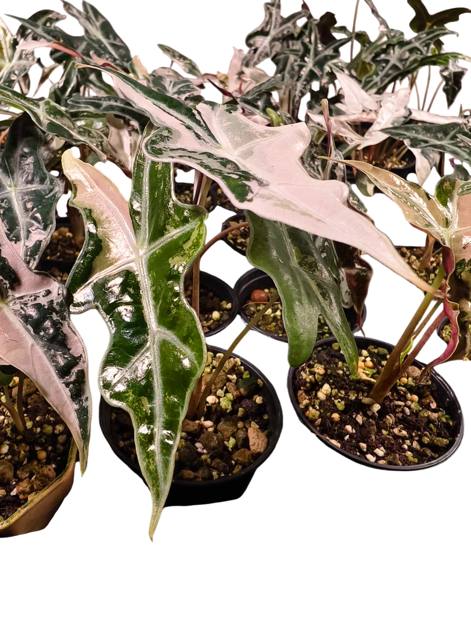Alocasia “Nobilis” Pink Variegated