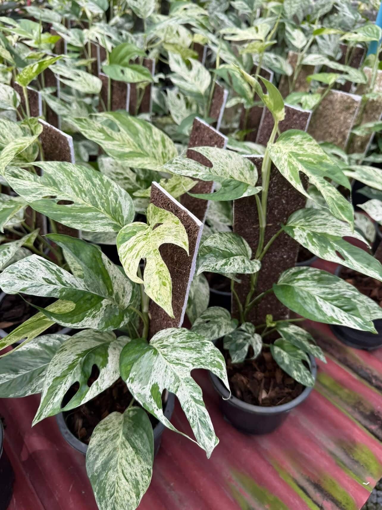 Epipremnum Pinnatum mable-Set of 10 plants