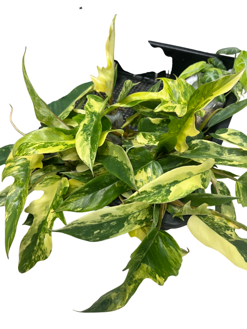 Philodendron Florida Beauty x Tortum Variegated – Set of 10 Plants