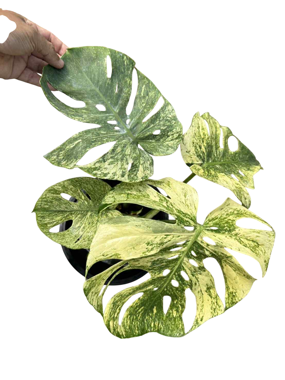 Monstera Deliciosa “Mint Siam”